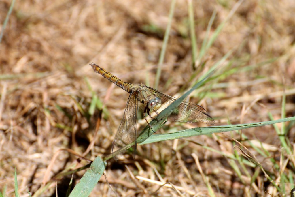 Orthetrum coerulescens,  femmina
